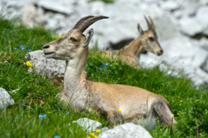 Young ibex lying in the grass, Savoy, France Young ibex lying in the grass, Savoy, France