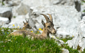 Young ibex lying in the grass, Savoy, France Young ibex lying in the grass, Savoy, France