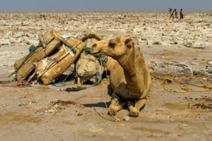 Traditional mining of salt at the Assale salt lake. Dromedaries are waiting to be loaded with salt plates for transportation to the market, at Hamadela, Danakil Depression, Afar Region, Ethiopia Traditional mining of salt at the Assale salt lake. Dromedaries are waiting to be loaded with salt plates for transportation to the market, at Hamadela, Danakil Depression, Afar Region, Ethiopia
