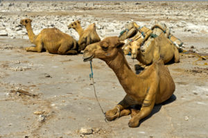 Traditional mining of salt at the Assale salt lake. Dromedaries are waiting to be loaded with salt plates for transportation to the market, at Hamadela, Danakil Depression, Afar Region, Ethiopia Traditional mining of salt at the Assale salt lake. Dromedaries are waiting to be loaded with salt plates for transportation to the market, at Hamadela, Danakil Depression, Afar Region, Ethiopia