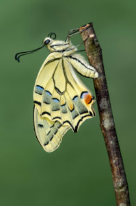 Newly hatched swallowtail butterfly (Papio machaon), Switzerland Newly hatched swallowtail butterfly (Papio machaon), Switzerland