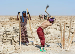 Traditional mining of salt at the Assale salt lake. Focolo called Afar salt workers break wooden blocks from the salt crust of Lake Assale, near Hamadela, Danakil Depression, Afar Region, Ethiopia with wooden crowbars and axes Traditional mining of salt at the Assale salt lake. Focolo called Afar salt workers break wooden blocks from the salt crust of Lake Assale, near Hamadela, Danakil Depression, Afar Region, Ethiopia with wooden crowbars and axes