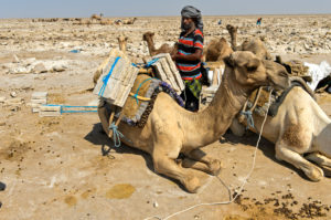 Traditional mining of salt at the Assale salt lake. Afar Shepherd loads a dromedary with salt plates with an individual weight of up to 7 kg, at Hamadela, Danakil Depression, Afar Region, Ethiopia Traditional mining of salt at the Assale salt lake. Afar Shepherd loads a dromedary with salt plates with an individual weight of up to 7 kg, at Hamadela, Danakil Depression, Afar Region, Ethiopia