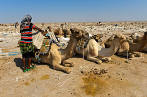 Traditional mining of salt at the Assale salt lake. Afar Shepherd loads a dromedary with salt plates with an individual weight of up to 7 kg, at Hamadela, Danakil Depression, Afar Region, Ethiopia Traditional mining of salt at the Assale salt lake. Afar Shepherd loads a dromedary with salt plates with an individual weight of up to 7 kg, at Hamadela, Danakil Depression, Afar Region, Ethiopia