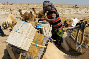 Traditional mining of salt at the Assale salt lake. Afar Shepherd loads a dromedary with salt plates with an individual weight of up to 7 kg, at Hamadela, Danakil Depression, Afar Region, Ethiopia Traditional mining of salt at the Assale salt lake. Afar Shepherd loads a dromedary with salt plates with an individual weight of up to 7 kg, at Hamadela, Danakil Depression, Afar Region, Ethiopia