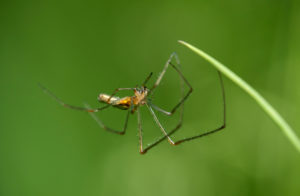 Common spider spider (Tetragnatha extensa), thick jaw spider (Tetragnathidae), Switzerland Common spider spider (Tetragnatha extensa), thick jaw spider (Tetragnathidae), Switzerland