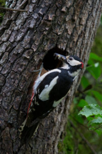 Lining, woodpecker, tree, cortex, hole, woodpecker hole Lining, woodpecker, tree, cortex, hole, woodpecker hole