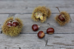 Sweet chestnuts, sweet chestnut, fruit, peel on wooden Sweet chestnuts, sweet chestnut, fruit, peel on wooden