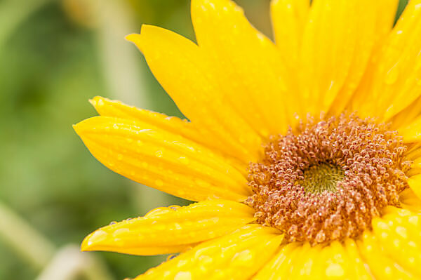 Small yellow sunflower with covered dewdrop, cutted photograph, Small yellow sunflower with covered dewdrop, cutted photograph,