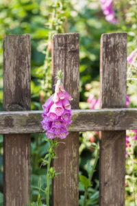 Common foxglove grows through an old fence, Common foxglove grows through an old fence,