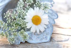 Old cornett tea trunker with marguerite blossom and many little blossoms decorates on wooden board Old cornett tea trunker with marguerite blossom and many little blossoms decorates on wooden board