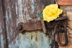 gentle yellow rose in the old lock and old door, gentle yellow rose in the old lock and old door,