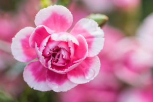 Extreme close-up of a small blossom of carnation, Extreme close-up of a small blossom of carnation,