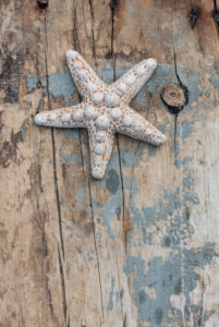 Starfish on old wooden board, maritime still life, Starfish on old wooden board, maritime still life,
