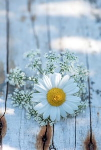 blossom of white marguerite on wood, still life blossom of white marguerite on wood, still life