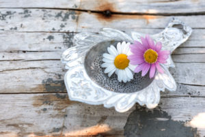 2 blossoms in old silver tea strainer on old weather-beaten wooden board 2 blossoms in old silver tea strainer on old weather-beaten wooden board