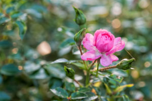 soft pink autumn rose in the back light soft pink autumn rose in the back light