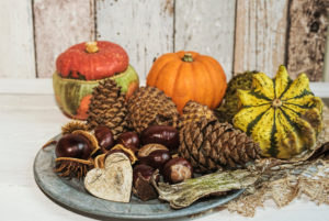 Autumnal still life with pumpkin, cone and chestmothers on old stannic plate Autumnal still life with pumpkin, cone and chestmothers on old stannic plate