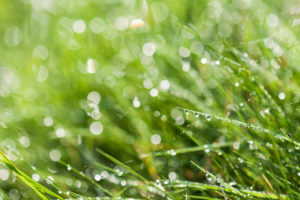 meadow covered with ice in the back light, meadow covered with ice in the back light,