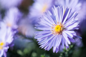 Purple Aster, Close-up Purple Aster, Close-up
