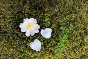 Rose blossom and heart-shaped rose leaves on green moss Rose blossom and heart-shaped rose leaves on green moss