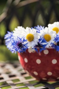 floral still life, marguerites and cornflowers in white red pointed bowl on old chair, floral still life, marguerites and cornflowers in white red pointed bowl on old chair,