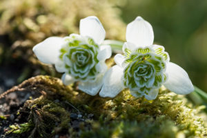 Stuffed snowdrops on Moss in backlight, Stuffed snowdrops on Moss in backlight,