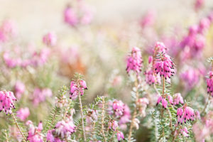 Heather in backlight, Heather in backlight,