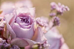 Roses bouquet in backlight, Roses bouquet in backlight,
