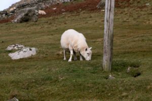 Schafe in Schottland auf einer Weide Schafe in Schottland auf einer Weide