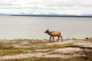 Yellowstone National Park, Elch vor See in Nationalpark ohn Geweih Yellowstone National Park, Elch vor See in Nationalpark ohn Geweih