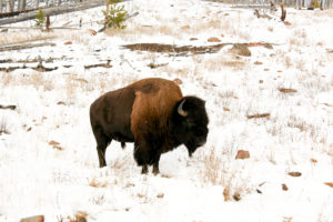 Yellowstone National Park: Büffel von Seite in Park mitten im Schnee Yellowstone National Park: Büffel von Seite in Park mitten im Schnee