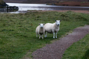 Schafe in Schottland Schafe in Schottland