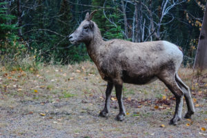 Ziege in Nationalpark in Jasper, Kanada Ziege in Nationalpark in Jasper, Kanada