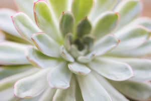 Close-up of a succulent plant / thick-leaf houseplant Close-up of a succulent plant / thick-leaf houseplant