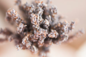 Decoration, dried flowers, close-up Decoration, dried flowers, close-up