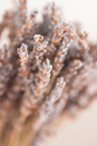 Dekoration, Trockenblumen, close-up Dekoration, Trockenblumen, close-up