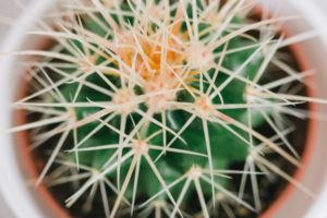 Mini cactus on a shelf / room decoration, close-up Mini cactus on a shelf / room decoration, close-up