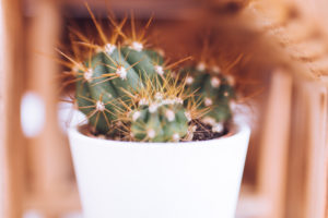 Mini cactus on a shelf / room decoration, close-up Mini cactus on a shelf / room decoration, close-up