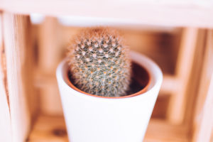 Mini cactus on a shelf / room decoration, close-up Mini cactus on a shelf / room decoration, close-up