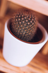 Mini cactus on a shelf / room decoration, close-up Mini cactus on a shelf / room decoration, close-up