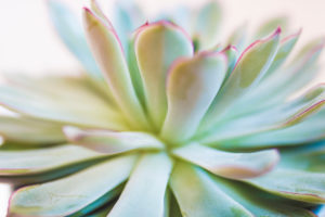 Close-up of a succulent plant / thick-leaf houseplant Close-up of a succulent plant / thick-leaf houseplant
