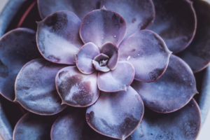 Close-up of a succulent plant / thick-leaf houseplant Close-up of a succulent plant / thick-leaf houseplant