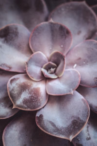 Close-up of a succulent plant / thick-leaf houseplant Close-up of a succulent plant / thick-leaf houseplant