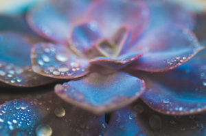 Close-up of a succulent plant / thick-leaf houseplant Close-up of a succulent plant / thick-leaf houseplant