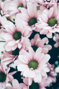 Chrysanthemen, Schnittblumen, close-up Chrysanthemen, Schnittblumen, close-up