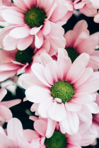 Chrysanthemen, Schnittblumen, close-up Chrysanthemen, Schnittblumen, close-up