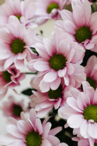 Chrysanthemen, Schnittblumen, close-up Chrysanthemen, Schnittblumen, close-up