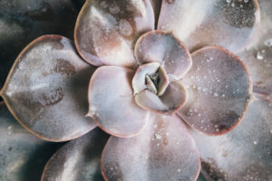 Close-up of a succulent plant / thick-leaf houseplant Close-up of a succulent plant / thick-leaf houseplant