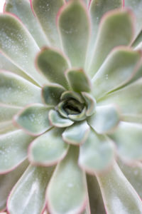 Close-up of a succulent plant / thick-leaf houseplant Close-up of a succulent plant / thick-leaf houseplant